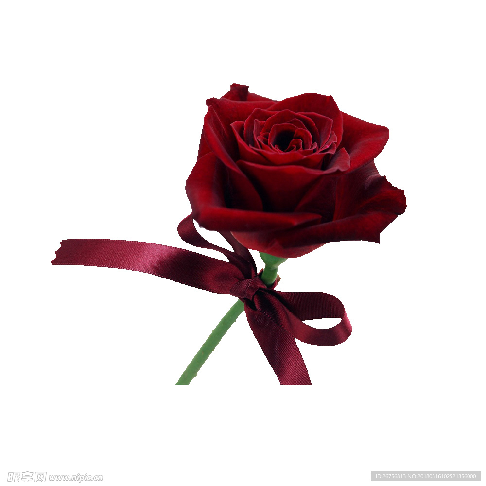 玫瑰  红色  鲜花  血色
