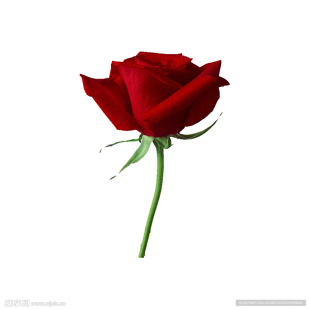 玫瑰  红色  鲜花