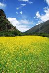 花 油菜花 原野 春天 黄花