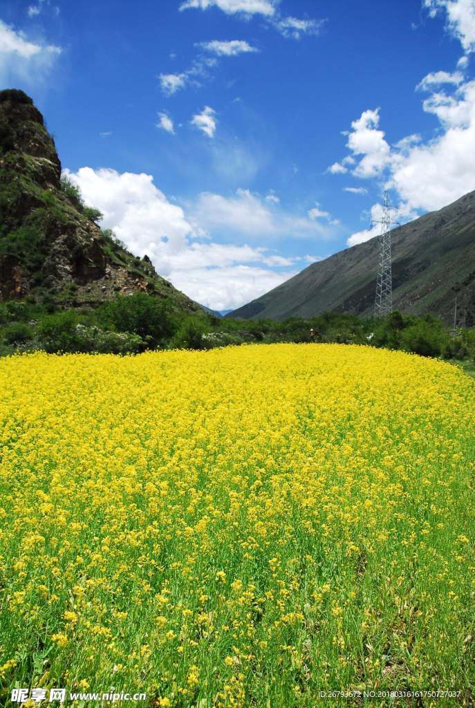 花 油菜花 原野 春天 黄花