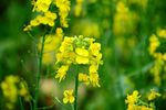 花 油菜花 原野 春天 黄花