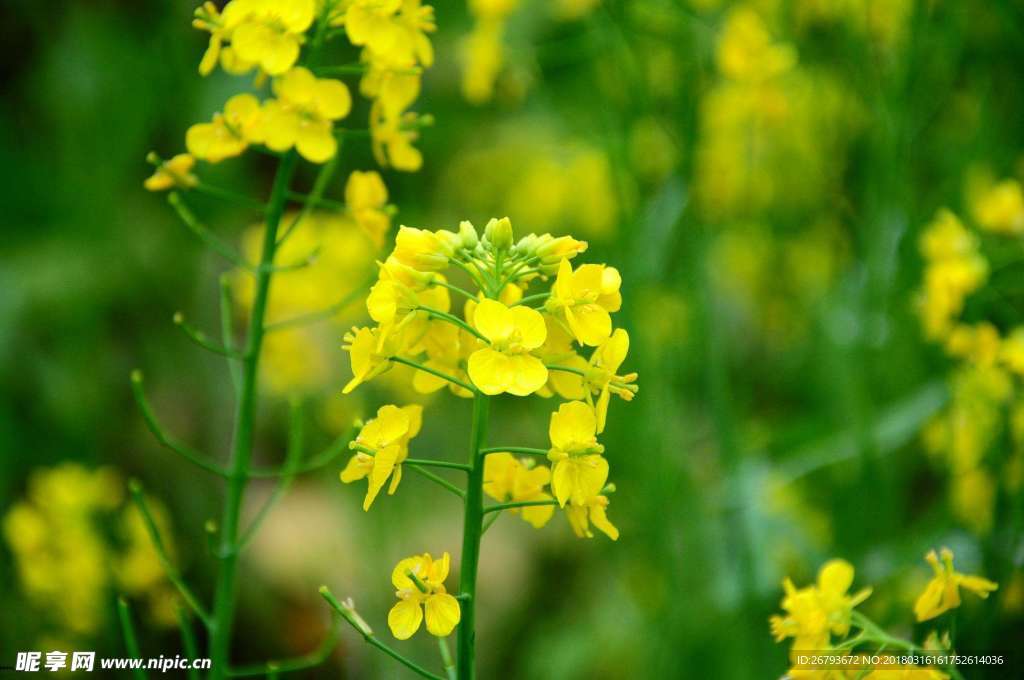 花 油菜花 原野 春天 黄花