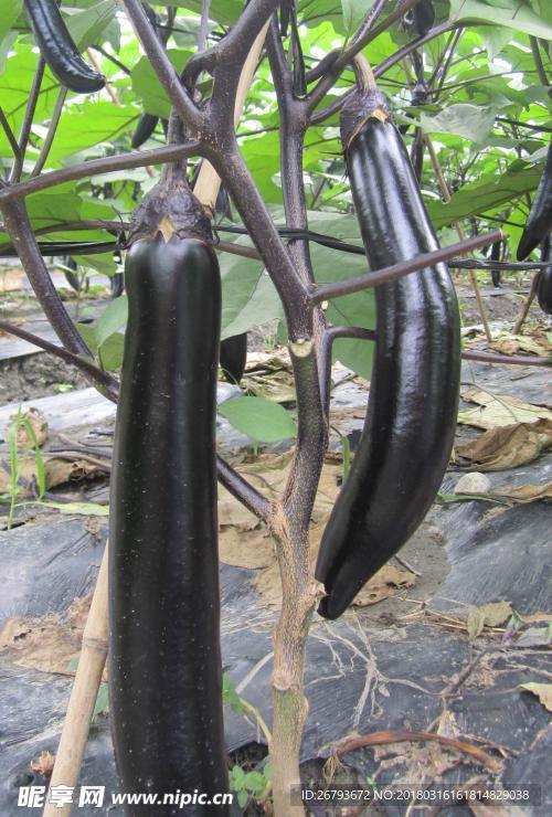 茄子