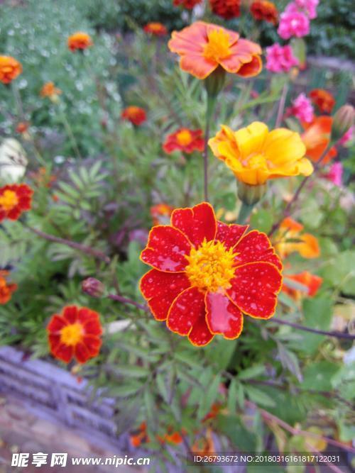 花
