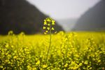 花 油菜花 原野 春天 黄花