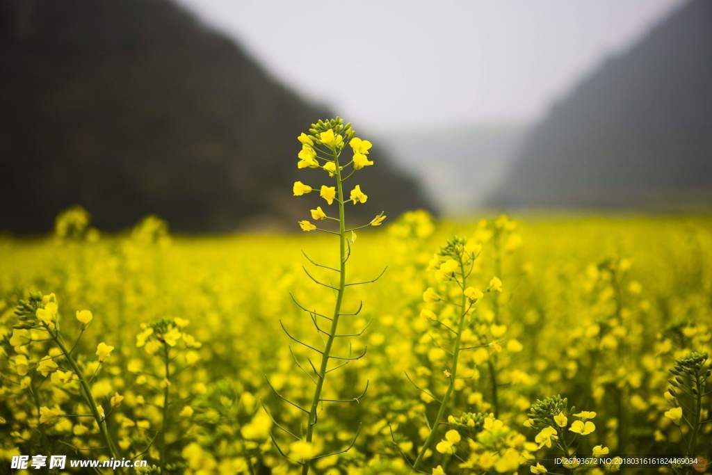 花 油菜花 原野 春天 黄花