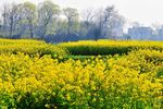 花 油菜花 原野 春天 黄花