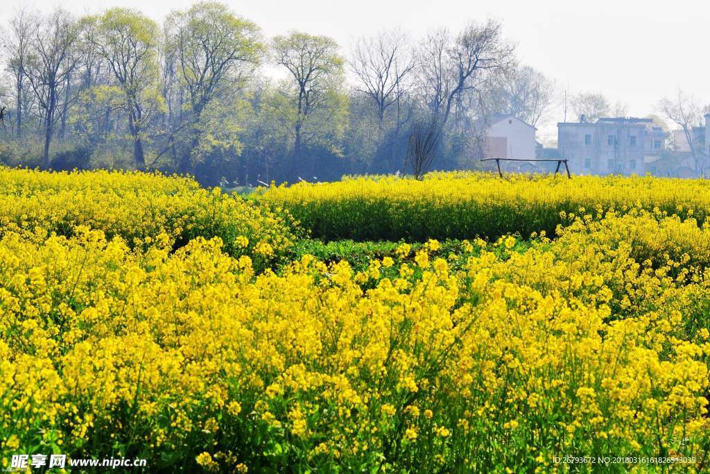 花 油菜花 原野 春天 黄花