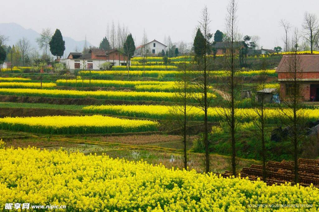 花 油菜花 原野 春天 黄花