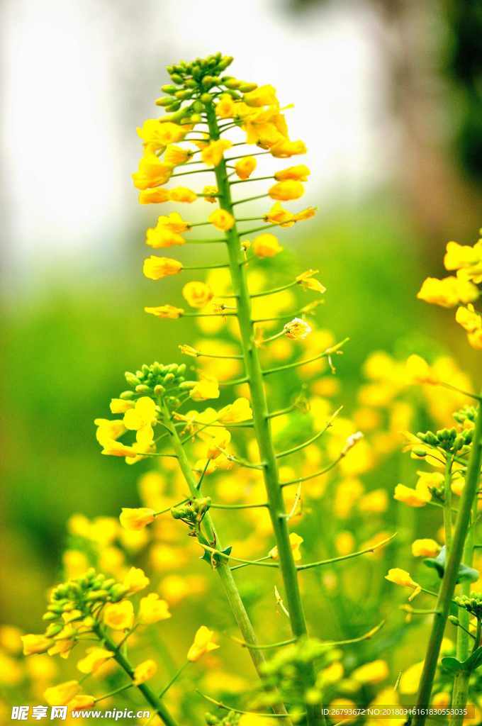 花 油菜花 原野 春天 黄花