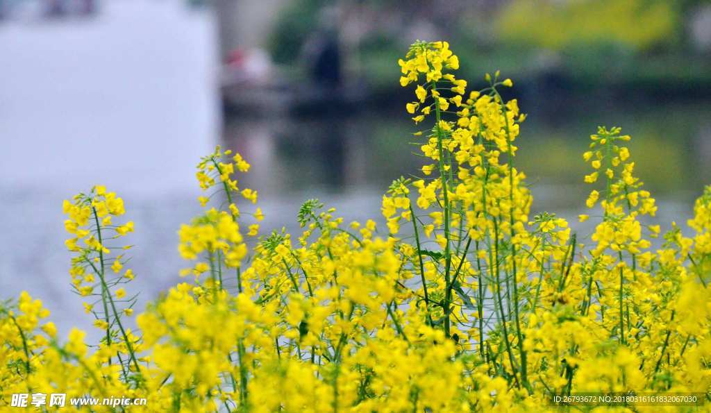 花 油菜花 原野 春天 黄花