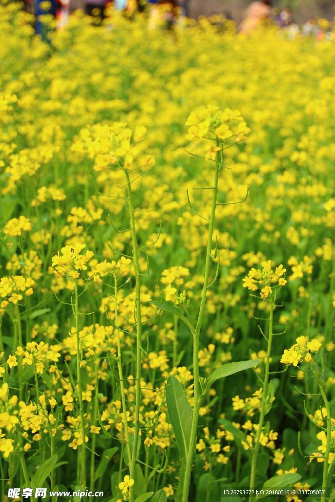 花 油菜花 原野 春天 黄花