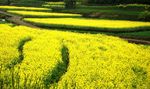 菜花