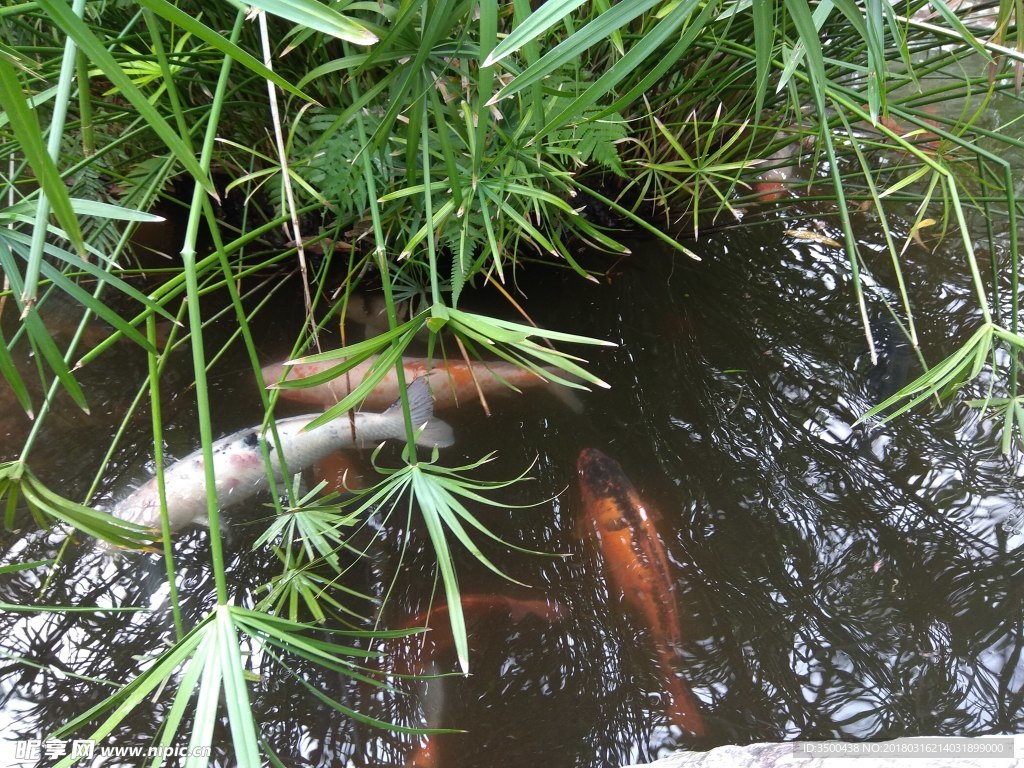 鲤鱼