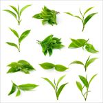 绿色清新嫩茶叶