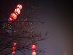 夜晚树灯