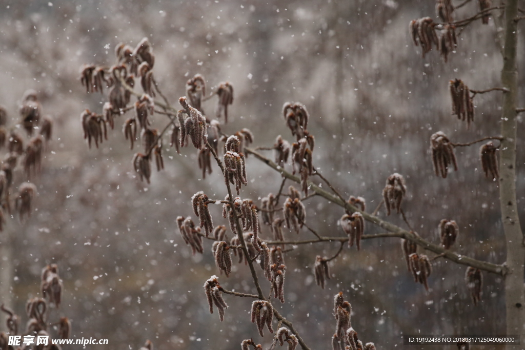 飘雪杨树花