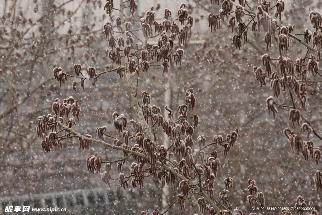 飘雪杨树花