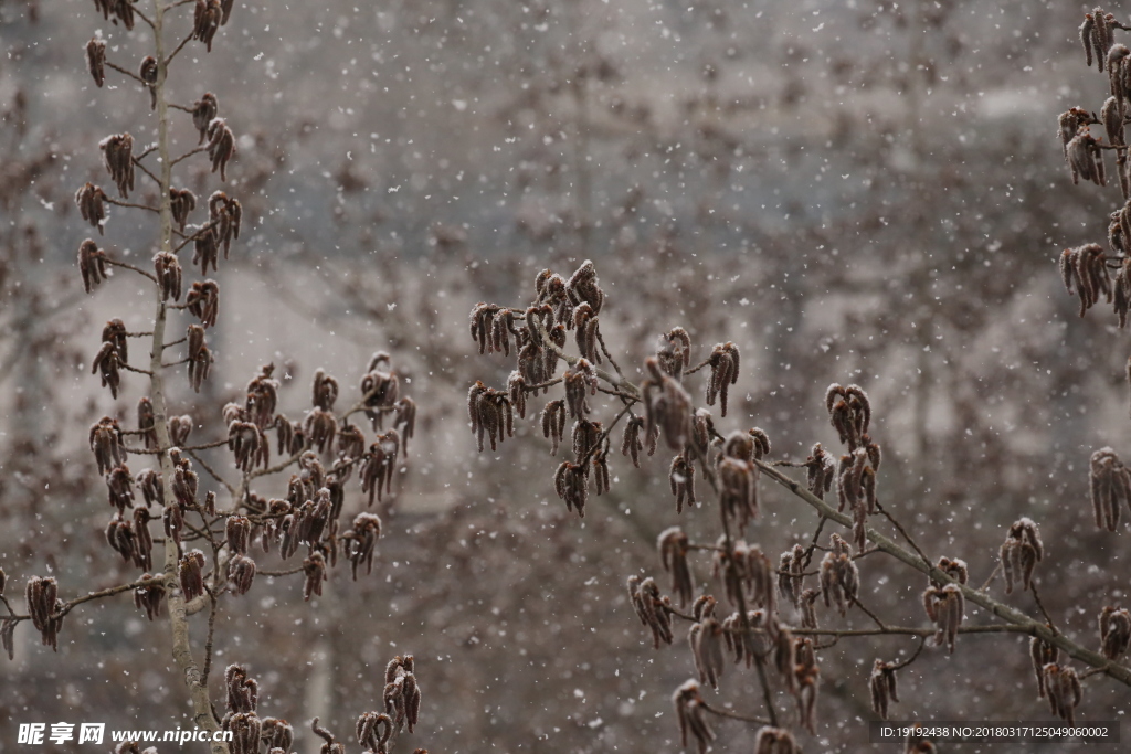 飘雪杨树花