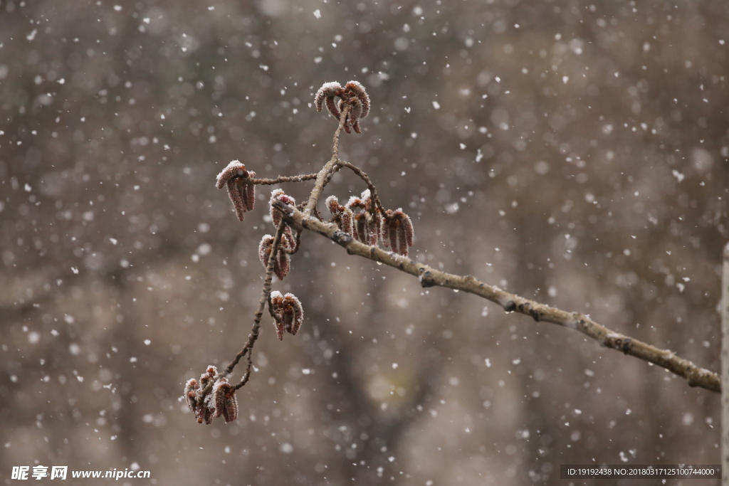 飘雪杨树花