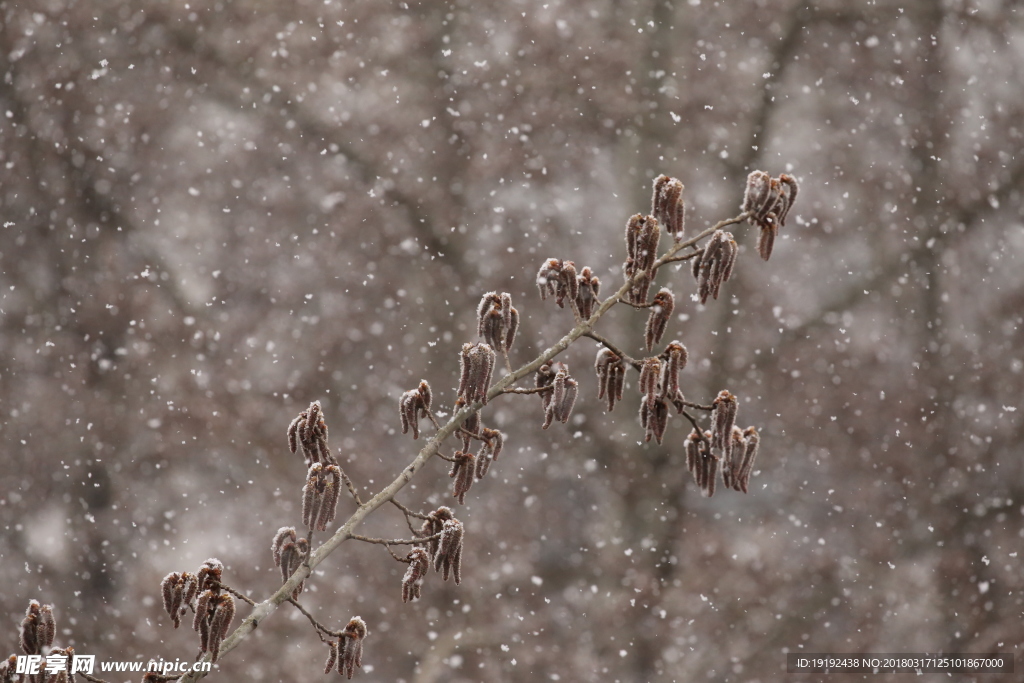 飘雪杨树花