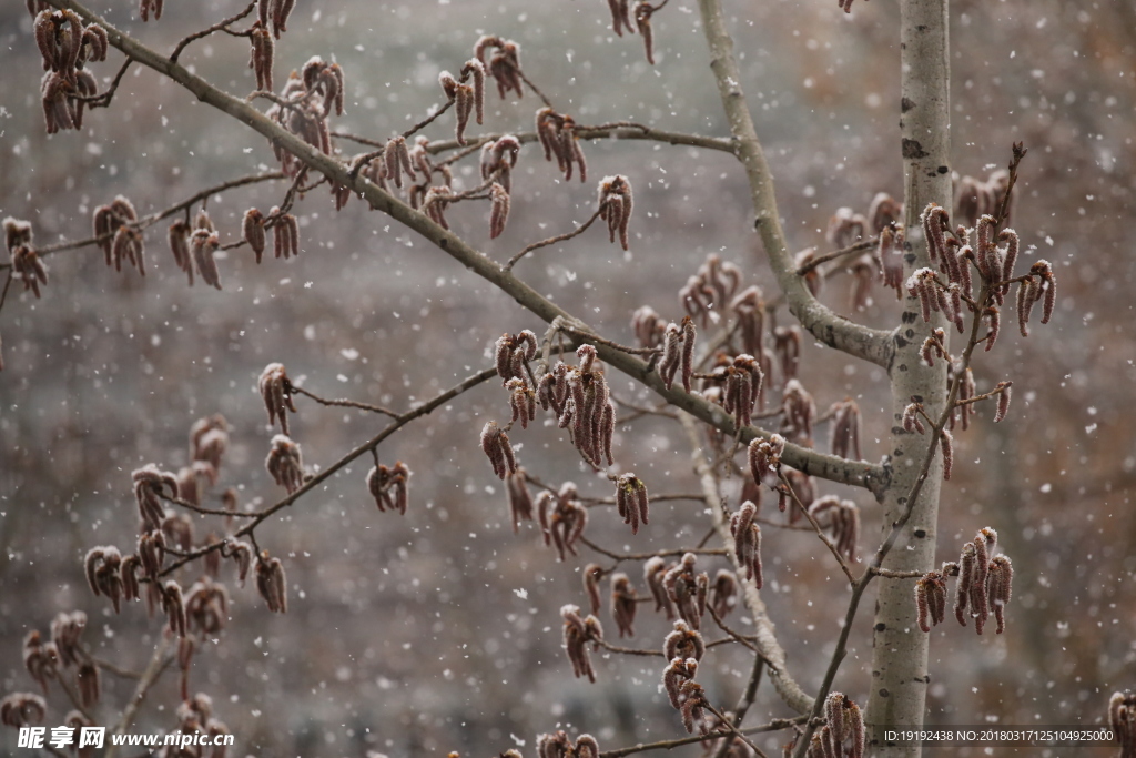 飘雪杨树花