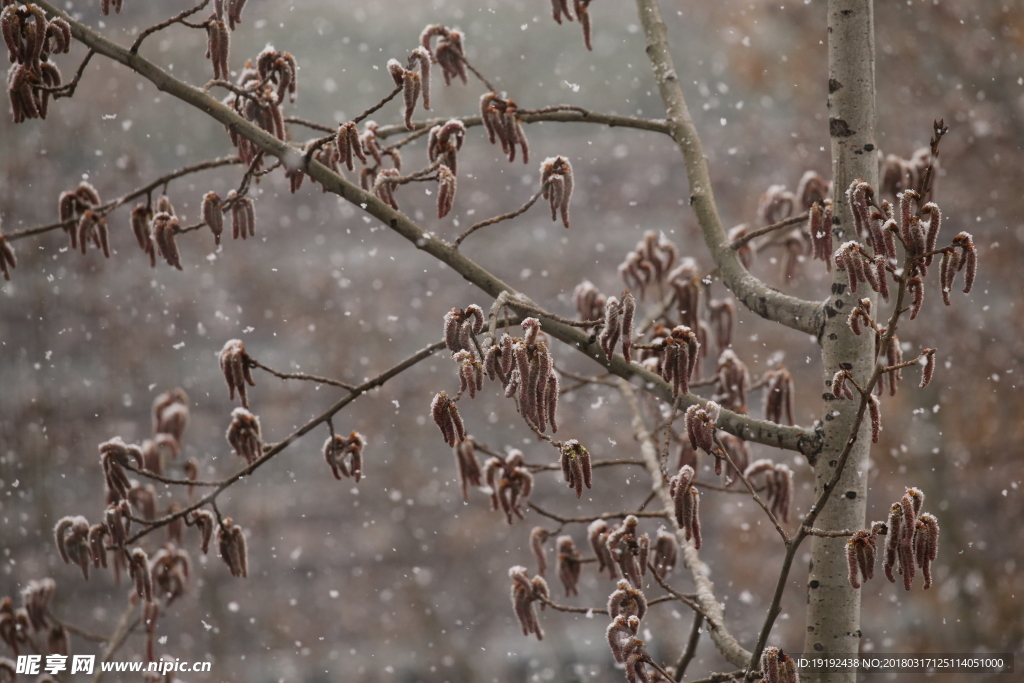 飘雪杨树花