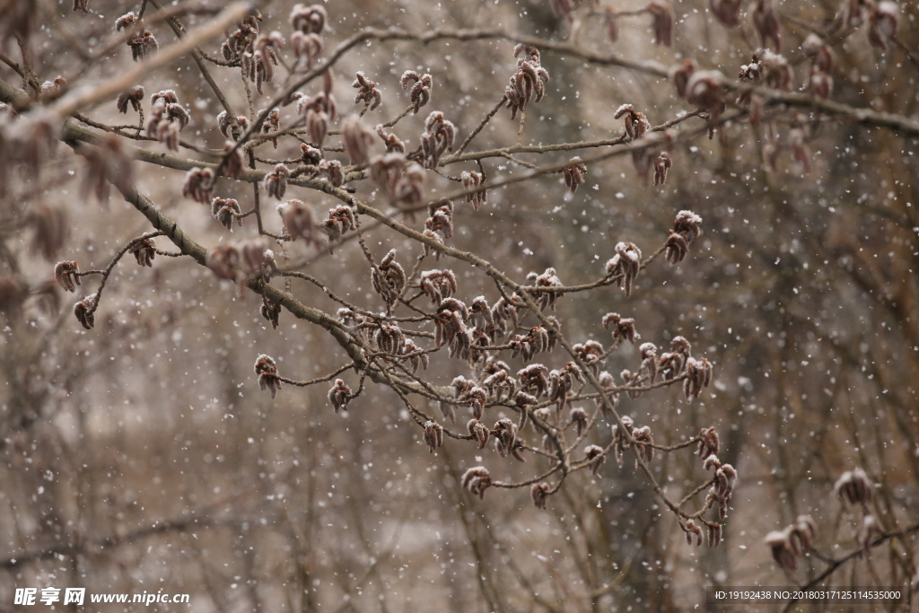 飘雪杨树花