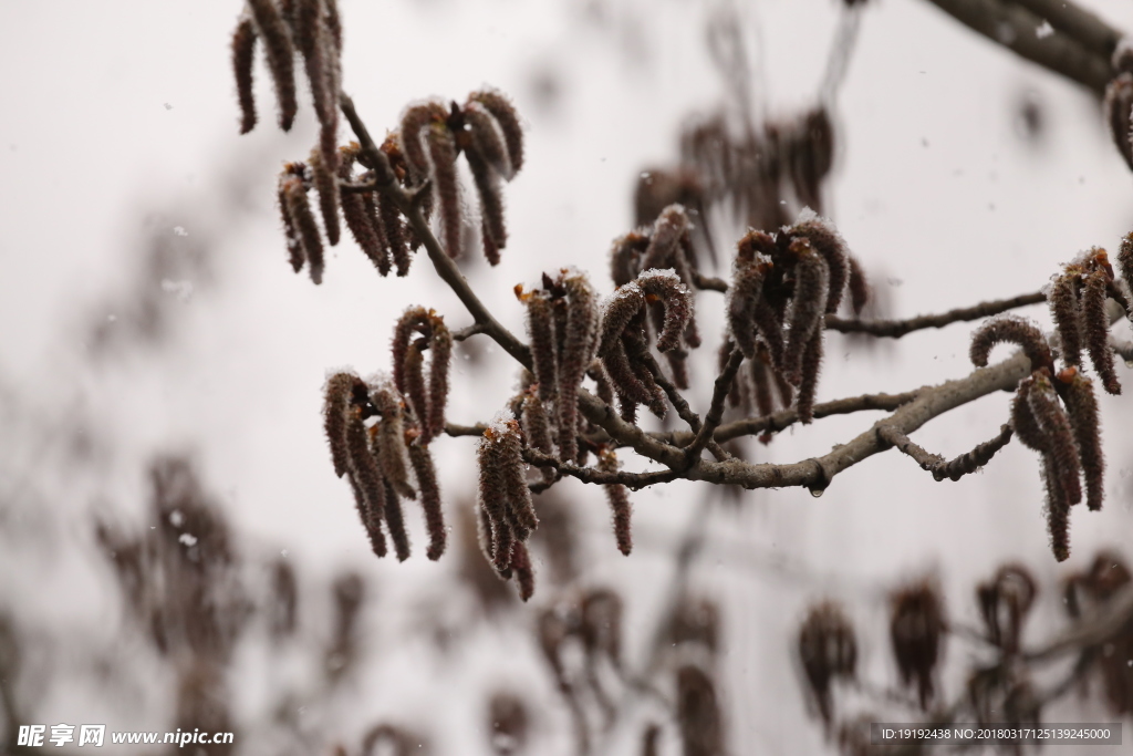 飘雪杨树花