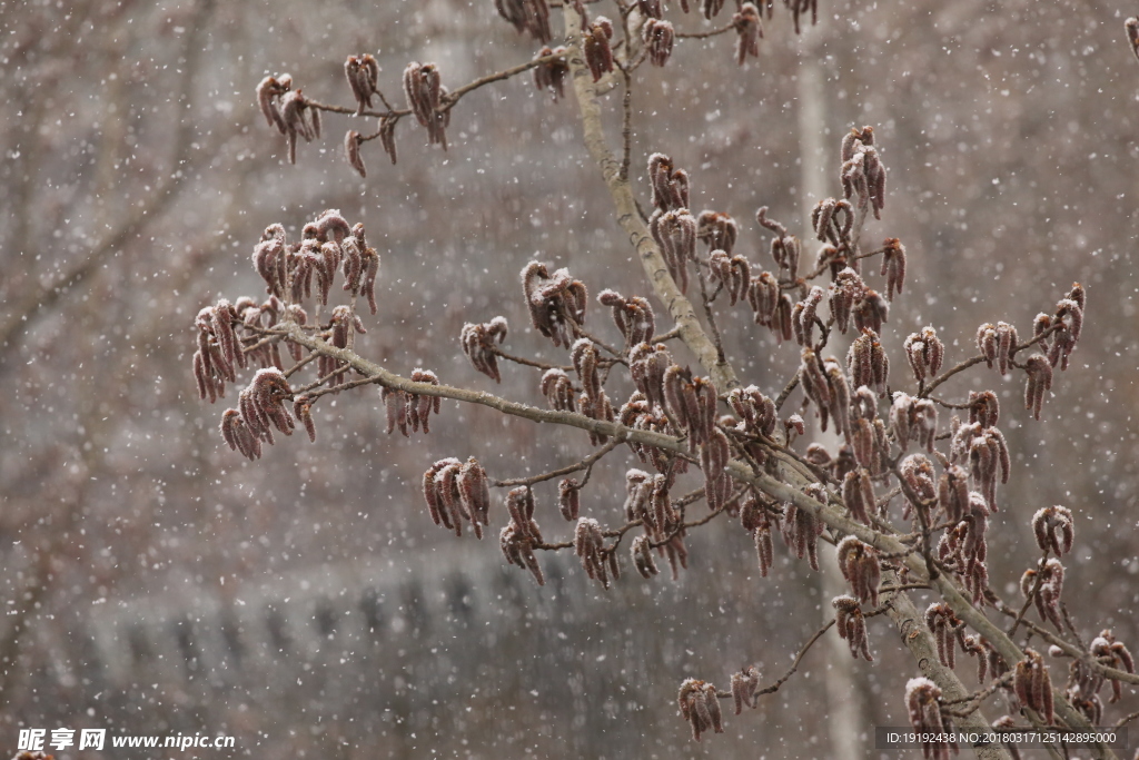 飘雪杨树花