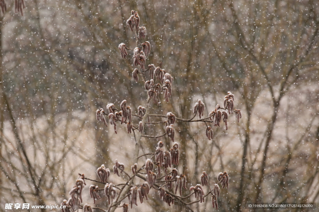 飘雪杨树花