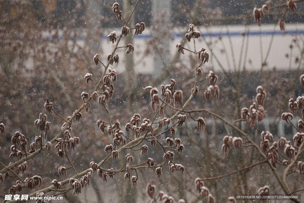 飘雪杨树花