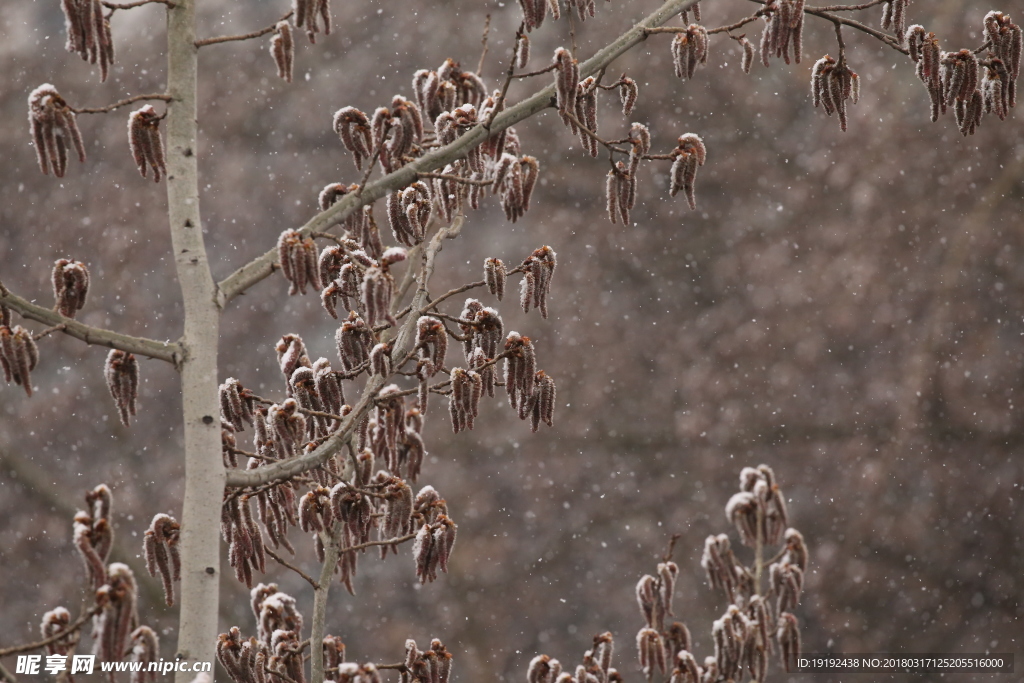 飘雪杨树花