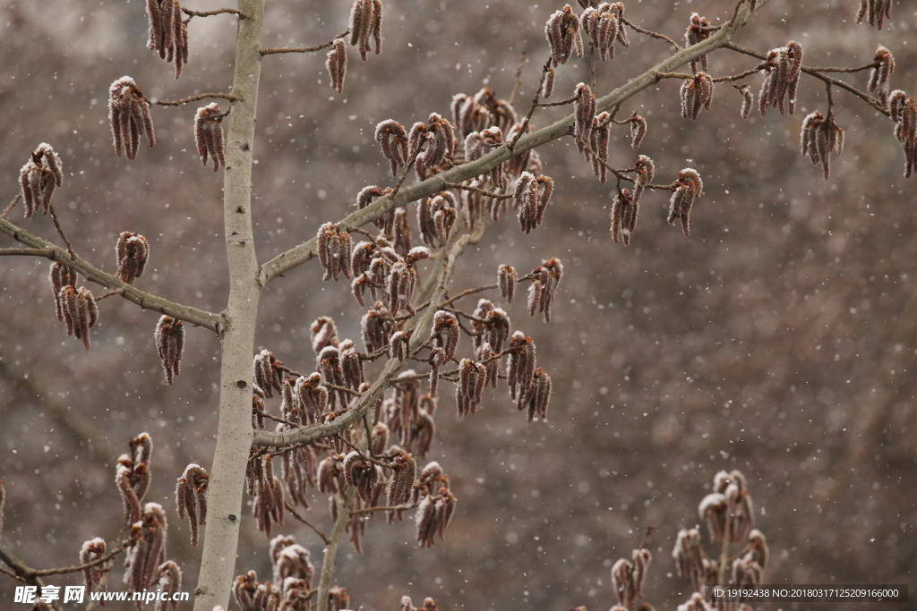 飘雪杨树花