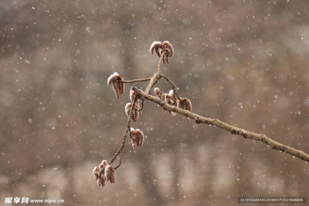 飘雪杨树花