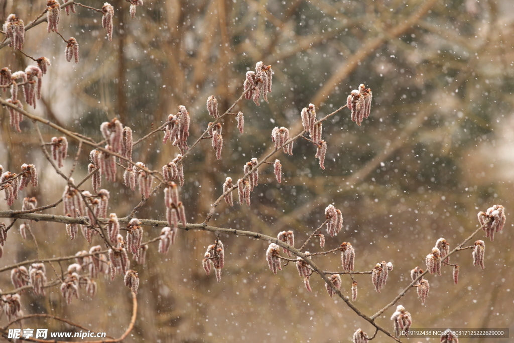 飘雪杨树花