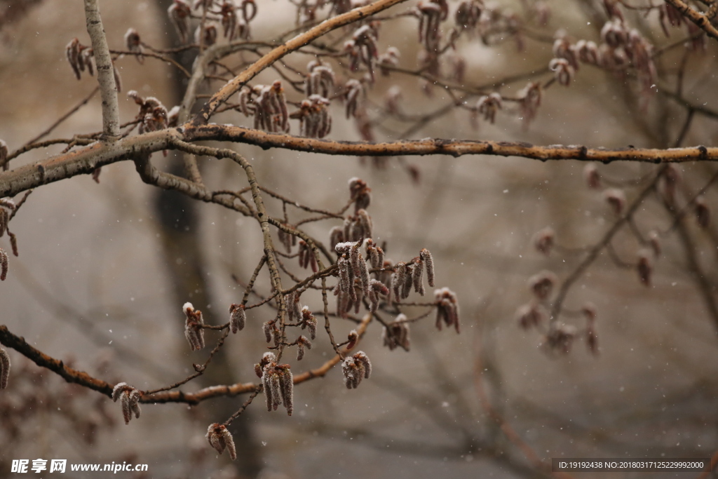 飘雪杨树花