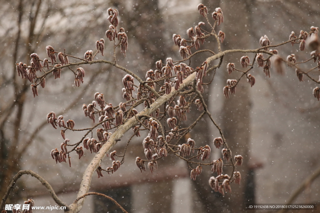 飘雪杨树花