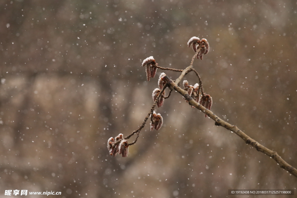 飘雪杨树花