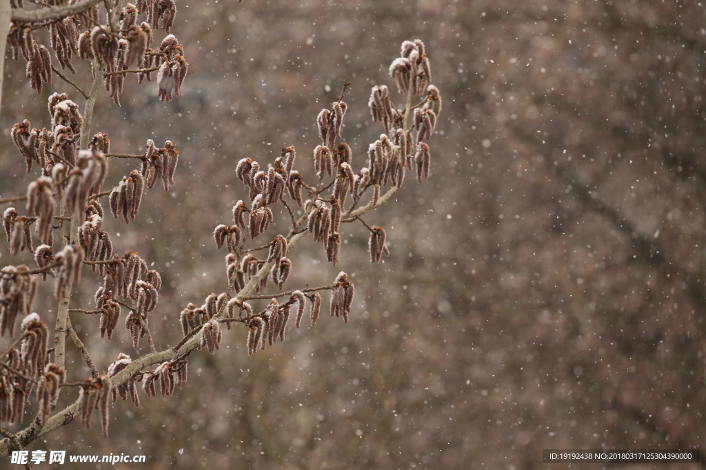 飘雪杨树花