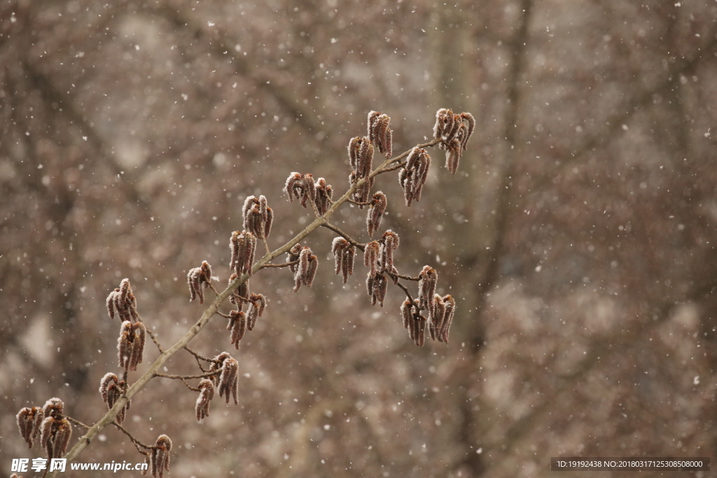 飘雪杨树花