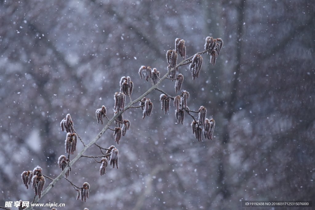 飘雪杨树花