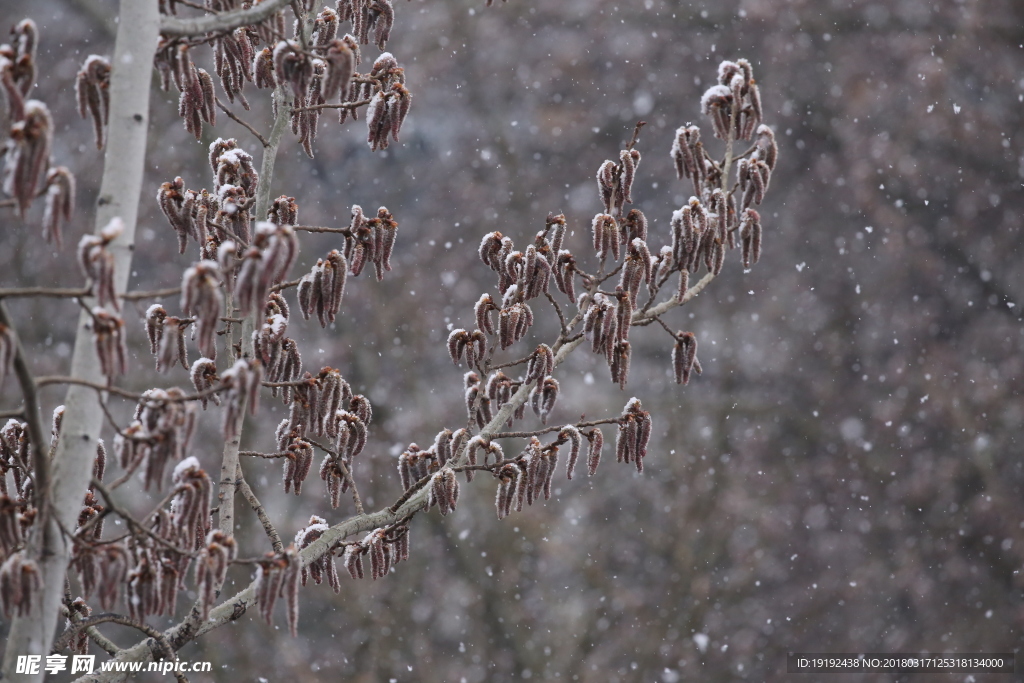 飘雪杨树花