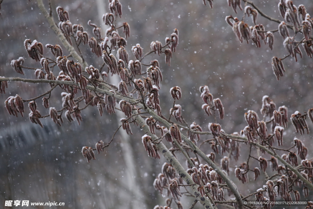 飘雪杨树花