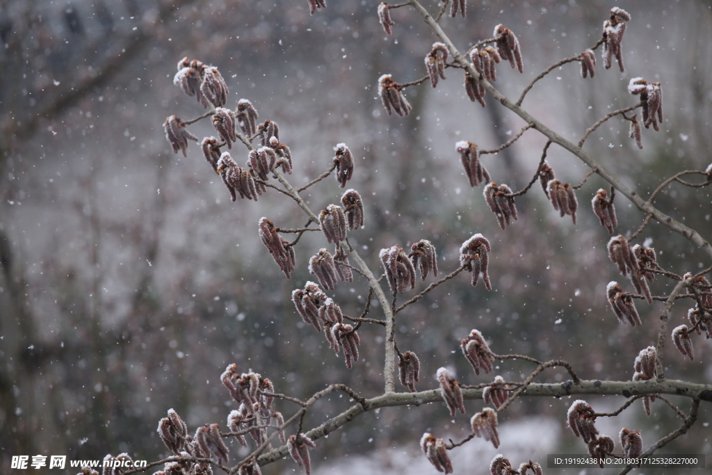 飘雪杨树花