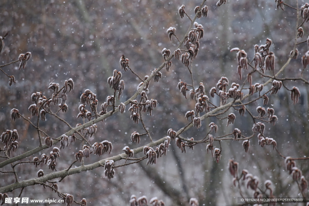 飘雪杨树花