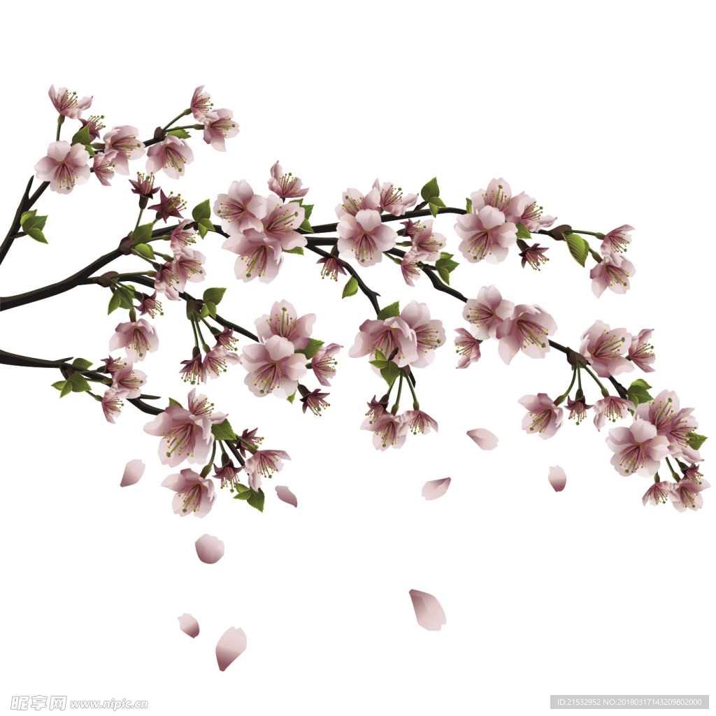 美丽的桃花