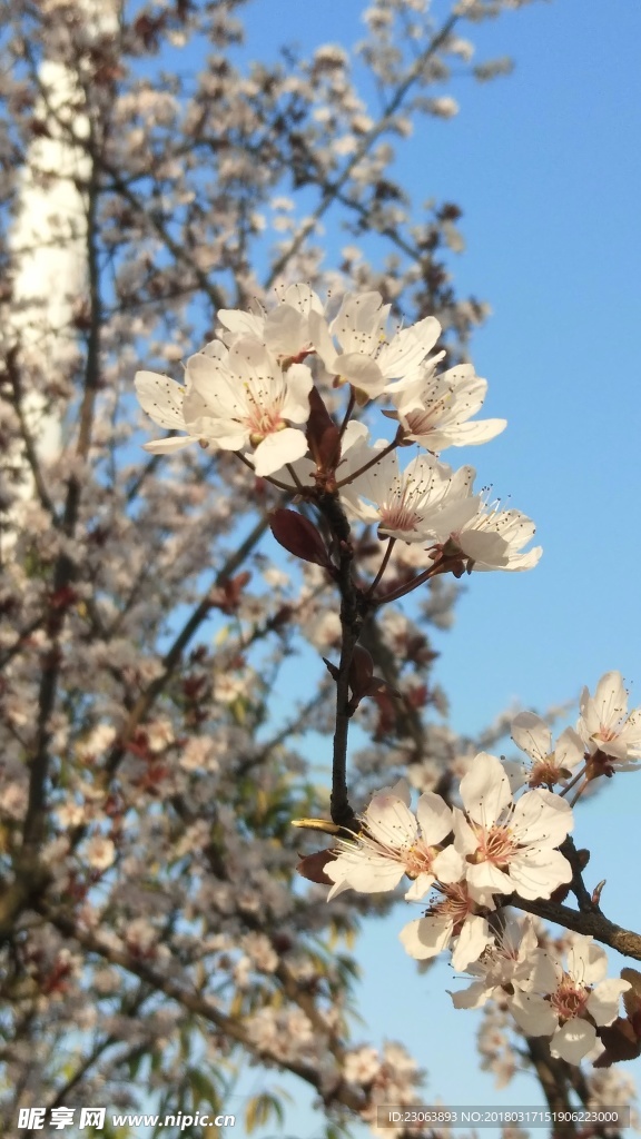 梅花