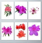 杜鹃花PNG免抠素材