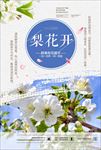 梨花节
